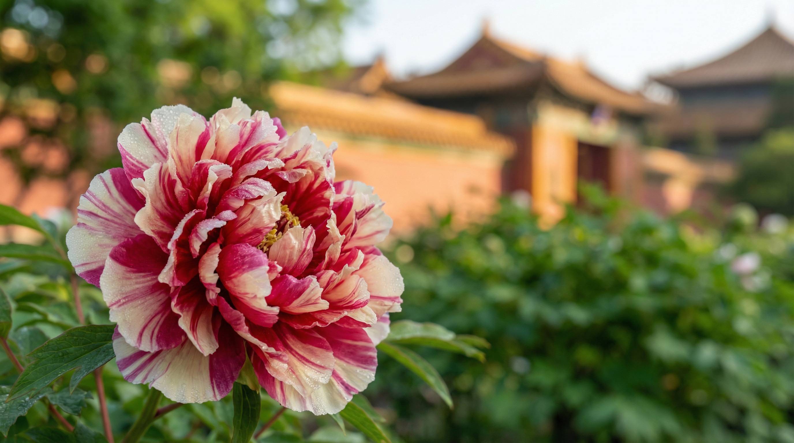 男同网植物视频 - 牡丹花开视频